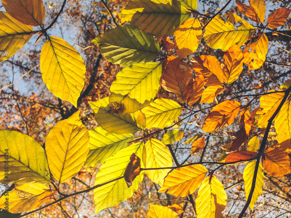 Yellow Leaves on the Tree Yellow Leaves on the Tree