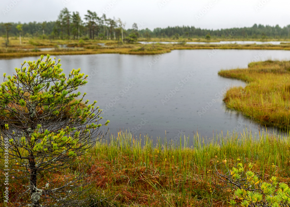 Fototapeta premium Rainy and gloomy day in the bog, texture of raindrops on the surface of a dark bog lake, wet trees, grass and bog moss, foggy and rainy background