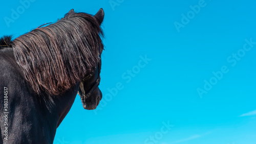Portrait dark horse in a blue sky