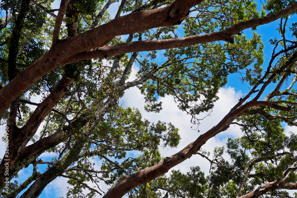 Tree branches and blue sky, Tiradentes, Minas Gerais, Brazil Tree branches and blue sky, Tiradentes, Minas Gerais, Brazil