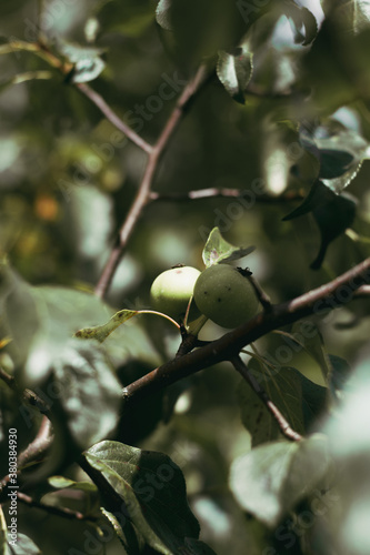 green apple on a branch in the garden