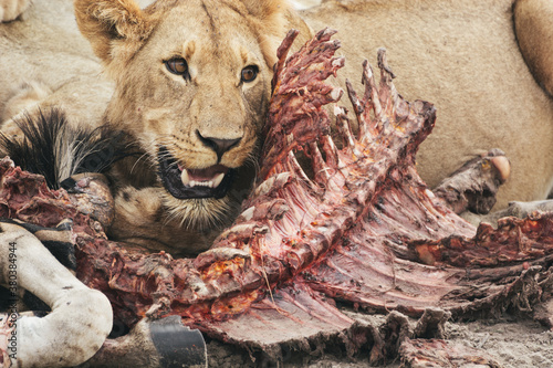 Lions eating zebra photo