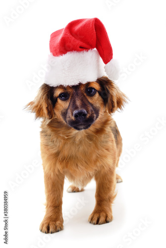 One dog in a Christmas hat. © ANASTASIIA