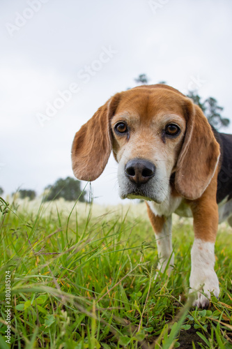 Portrait of a cute senior beagle walking in a grassy field