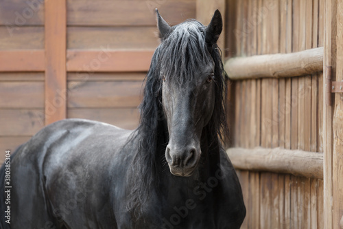 Black frieze horse. Farm. Equestrian © OlgaOvcharenko
