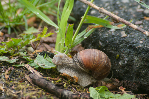 snail eating