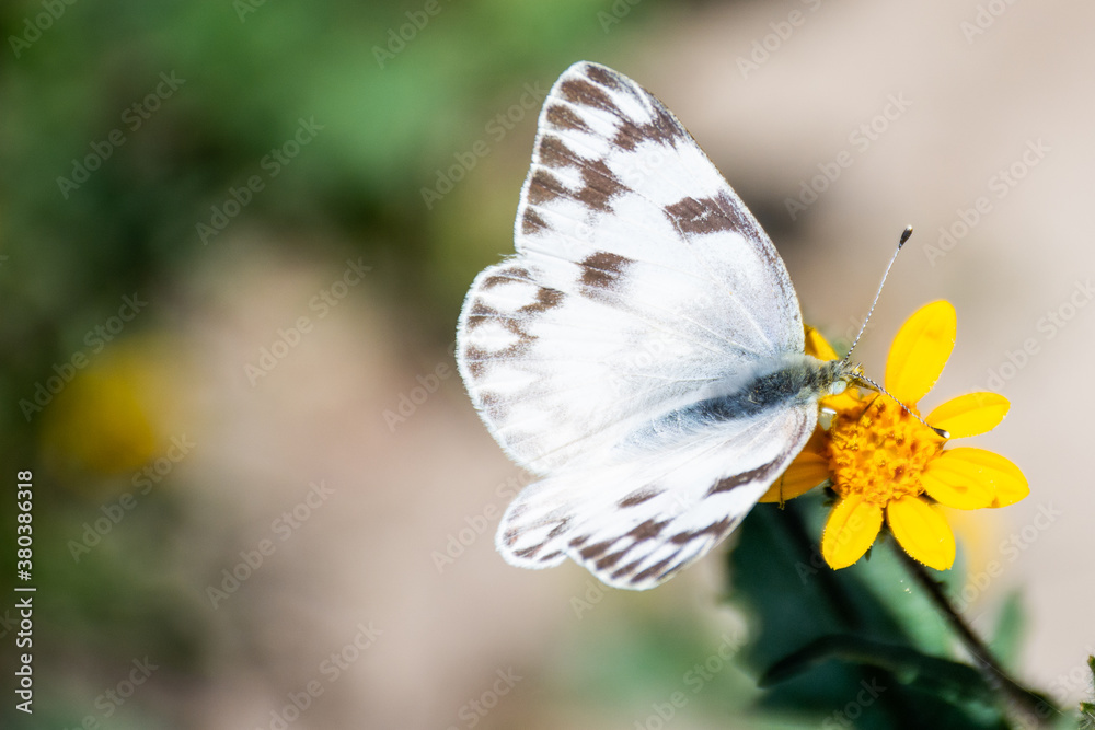 A beautiful white butterfly on a yellow flower A beautiful white butterfly on a yellow flower