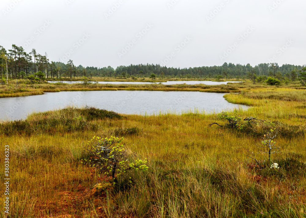 Rainy and gloomy day in the bog, traditional bog landscape with wet trees, grass and bog moss, foggy and rainy background