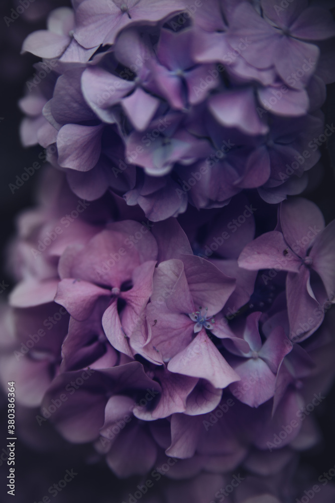 Violet hydrangea flowers Violet hydrangea flowers