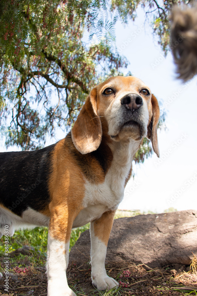 Portrait of an adorable beagle in a field Portrait of an adorable beagle in a field
