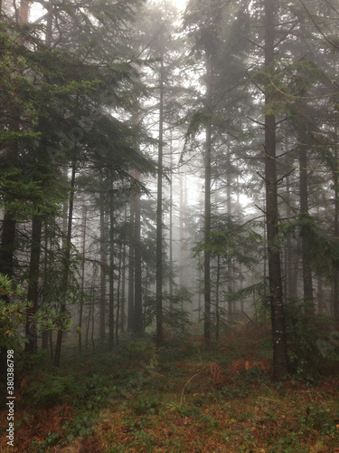 Wallpaper Mural Forest at winter time Torontodigital.ca