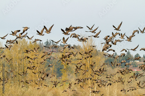 A flock of Canada Geese just taking flight from a pond at Ankeny Wildlife Refuge near Jefferson, Oregon photo