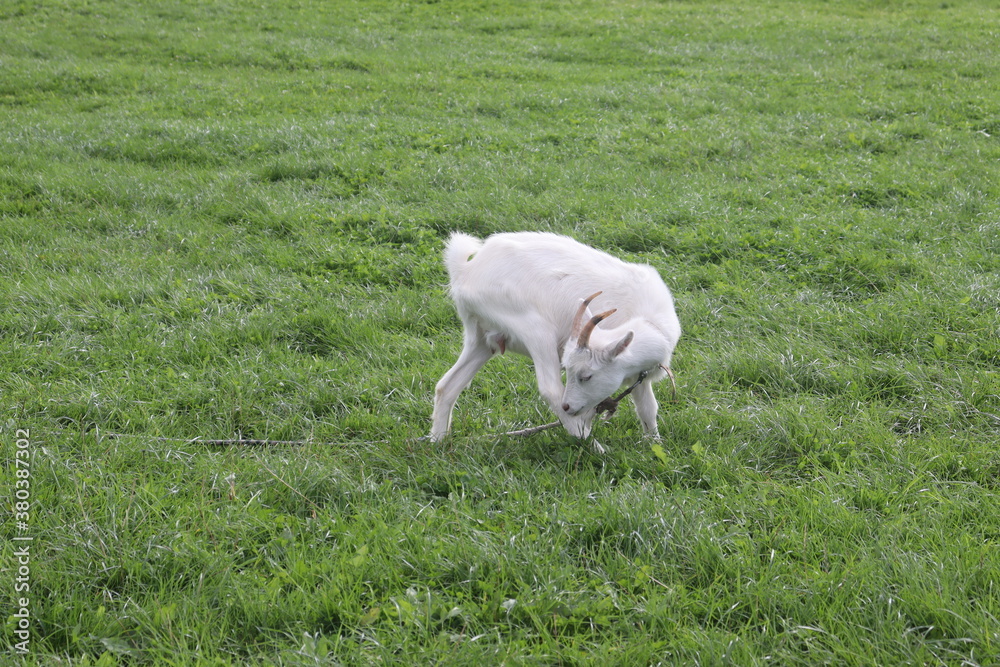 Fototapeta premium goats on village grass feeding