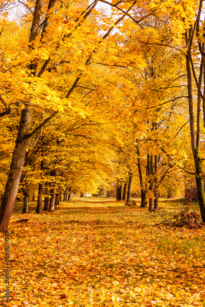 autumn alley Park forest
