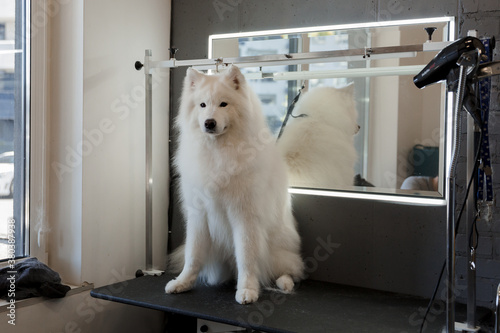 Grooming a big dog in a hair salon for dogs. Beautiful samoyed dog