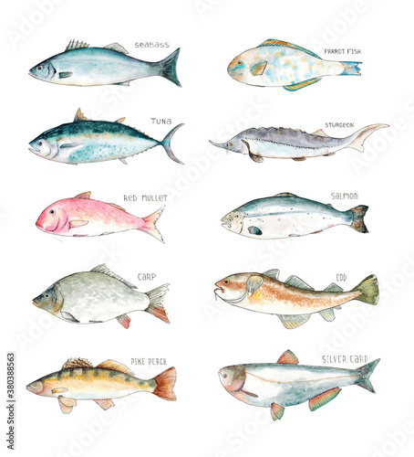 Watercolor hand drawn sketch illustration set of fish with Seabass, Tuna, Red mullet, Carp, Pike perch, Parrot fish, Sturgeon, Salmon, Cod, Silver carp with lettering isolated on white