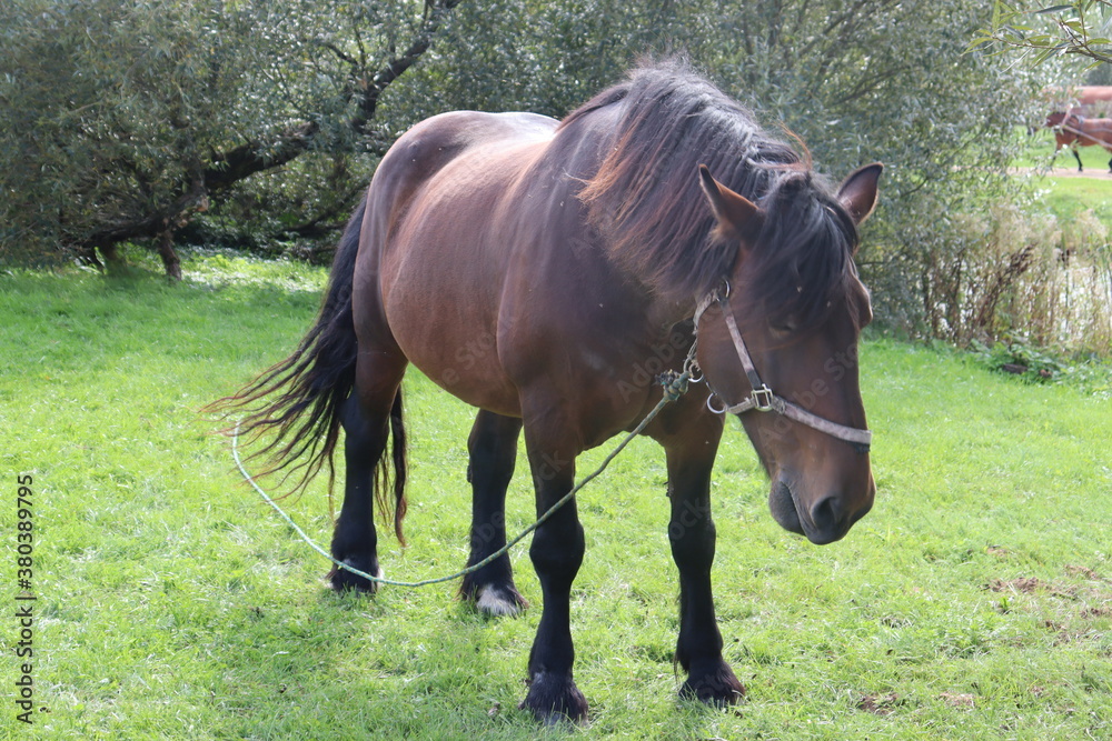black horse with mane in rural garden black horse with mane in rural garden