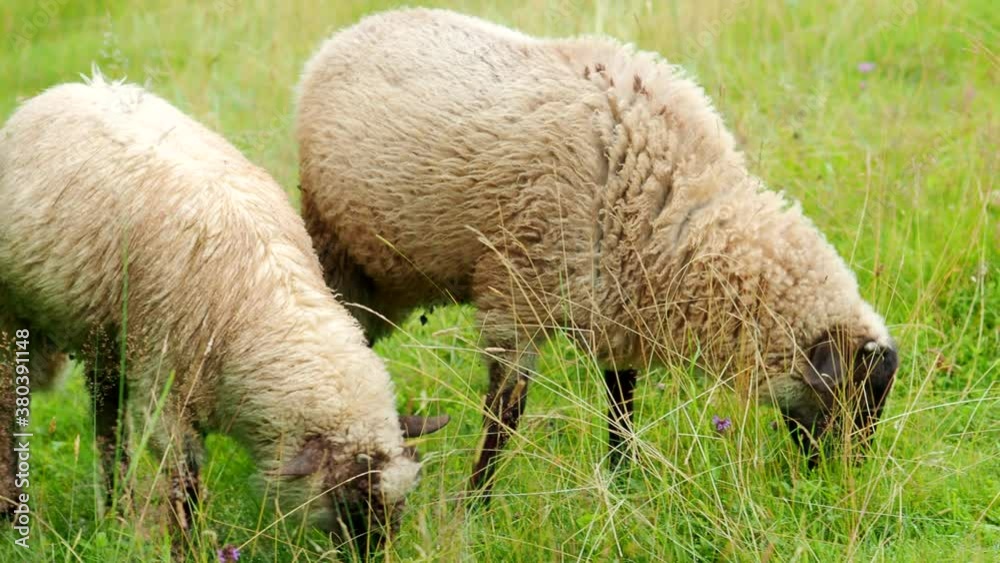 Two young rams twitching, chewing and eating fresh green grass in the garden of farm in 4K VIDEO. Young sheep on pasture. Organic BIO farming, animal rights, back to nature concept. Two young rams twitching, chewing and eating fresh green grass in the garden of farm in 4K VIDEO. Young sheep on pasture. Organic BIO farming, animal rights, back to nature concept.