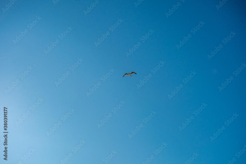 A Clear Blue Sky With a Seagull Flying in the Middle of the Frame