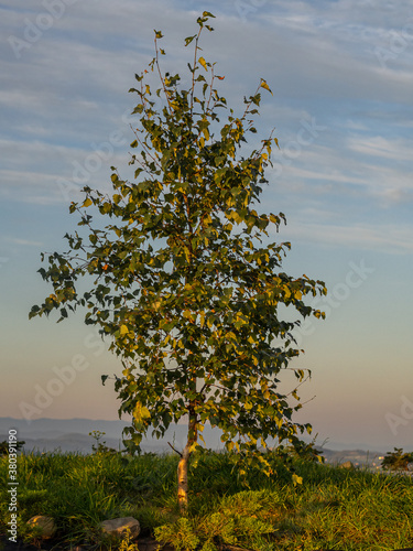 Fototapeta Naklejka Na Ścianę i Meble -  Grybów, drzewo, poranek