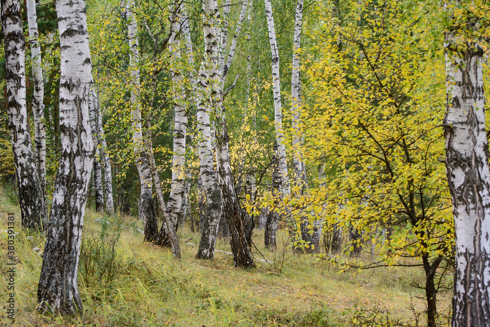 White trunks of birches in the autumn forest. Yellow foliage. Concept - wallpaper White trunks of birches in the autumn forest. Yellow foliage. Concept - wallpaper
