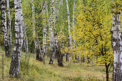 Fototapeta Naklejka Na Ścianę i Meble -  White trunks of birches in the autumn forest. Yellow foliage. Concept - wallpaper