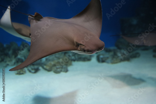 cownose ray swimming in the water,  
fish underwater in the aquarium