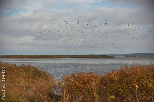 Ein Vogelschwarm   ber dem herbstlichen Hiddensee