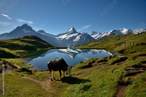 Fototapeta Naklejka Na Ścianę i Meble -  Schweizer Alpenidylle vor den Berner Alpen mit dem Bachalpsee