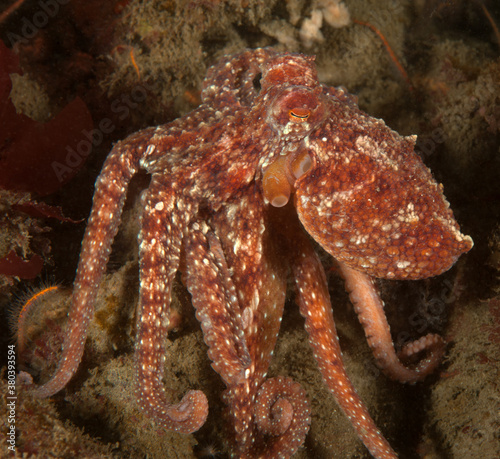 Canvastavla Octopus rubescens