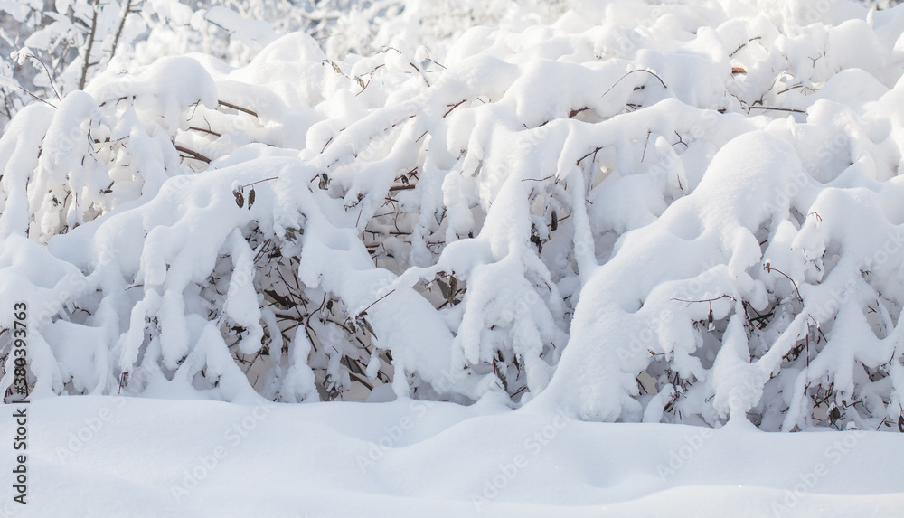 A fragment of winter nature in the December forest. Bushes covered with snow after a snowfall