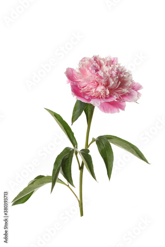 Gently pink peony flower isolated on white background.