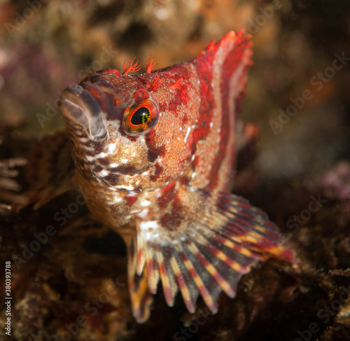 Oxylebius pictus, Painted Greenling photo