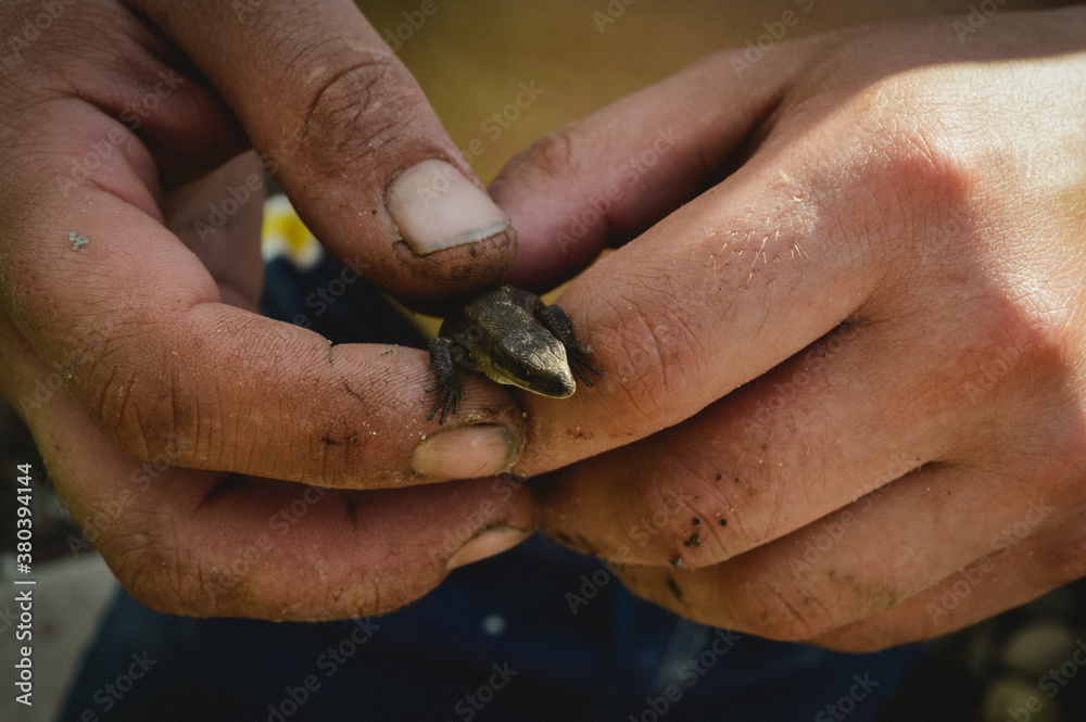 Lizard in the hands of a man Lizard in the hands of a man