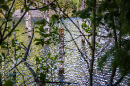 Dried trunks of Picea schrenkiana pointing out of turquoise water in Kaindy lake, Kazakhstan, Central Asia photo