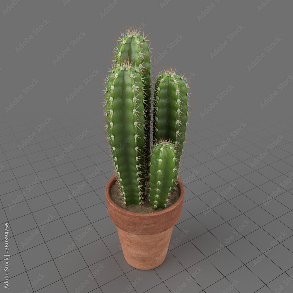 Cactus in pot Stock 3D asset | Adobe Stock