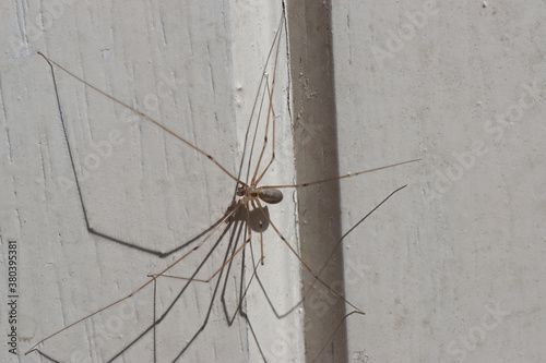 Daddy-long-legs spider or cellar spider (Pholcus phalangioides). Family Pholcidae. On a old white door. Spring, Bergen, Netherlands, April