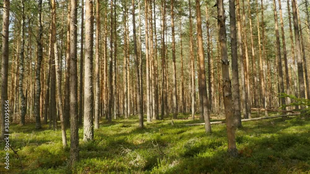 Woodland, pine forest panorama, summer landscape Woodland, pine forest panorama, summer landscape