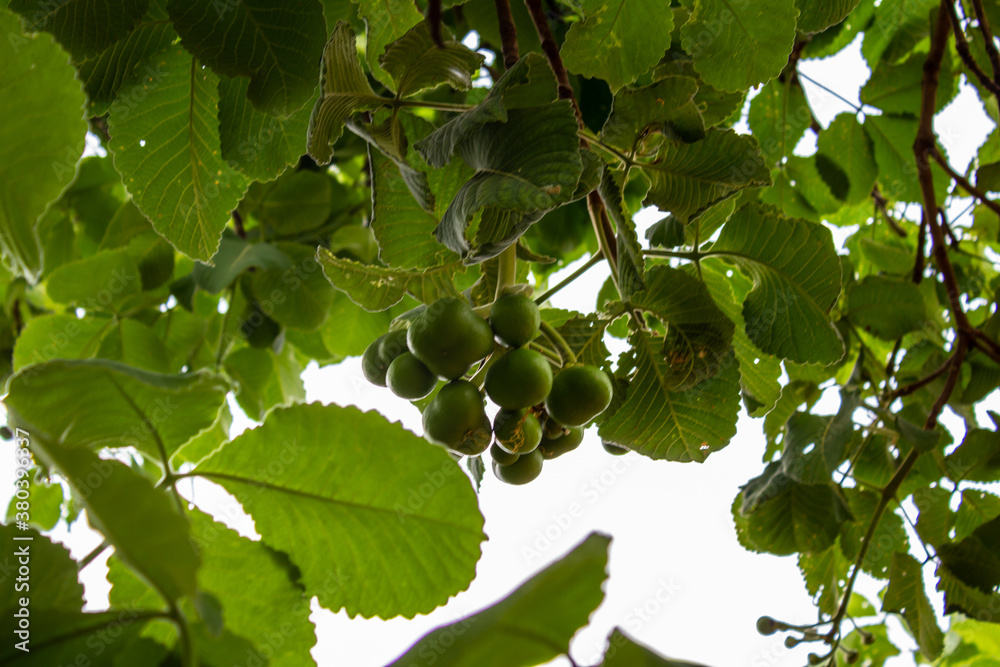 Fototapeta premium Detalhe de pequizeiro com frutos.