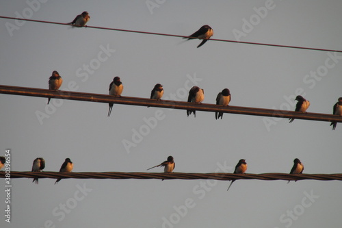 Golondrinas sobre cable de teléfono