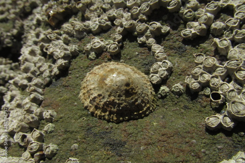 Lapa y bellotas de mar