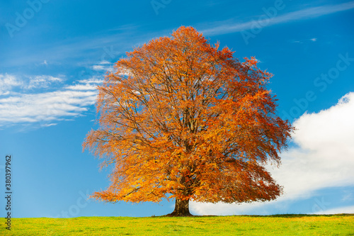 Rotbuche im Herbst allein auf einer Wiese im Allgäu photo