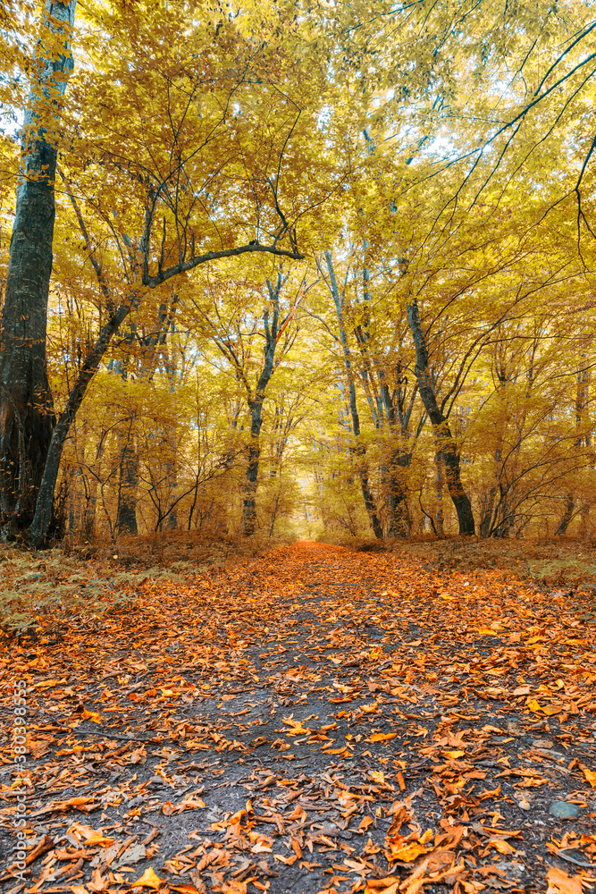 Obraz premium Dense forest in the middle of autumn