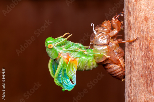 Cicada molting exuvia emerging shell