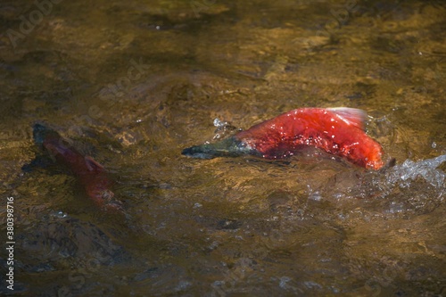 Kokanee salmon spawning in a North American river.