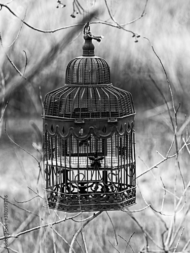 Bird Cage by a Pond in the Woods B&W photo