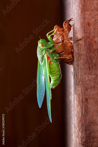 Cicada molting exuvia emerging shell photo