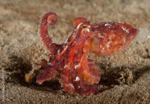 Octopus rubescens Fototapet