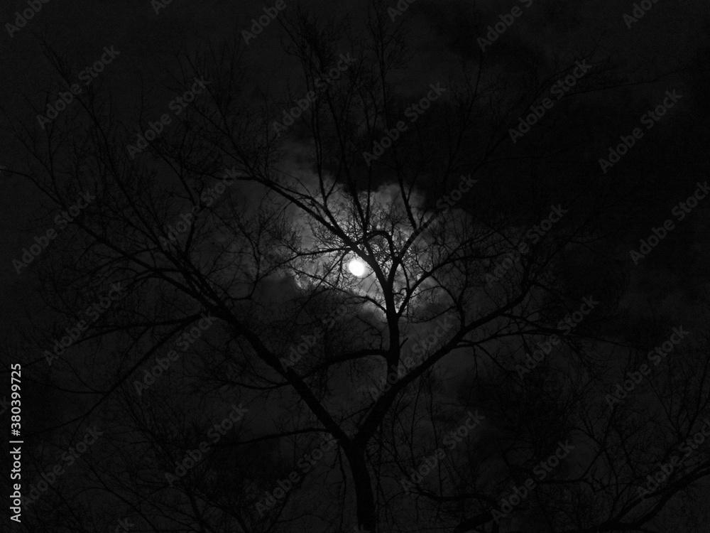 Moon Clouds Tree Dark B&W Moon Clouds Tree Dark B&W