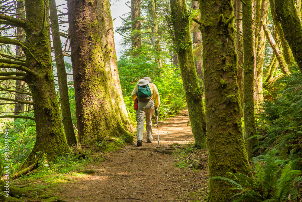Obraz premium One man hiking through an old growth Douglas Fir forest on he Oregon Coast Trail near Cape Perpetua